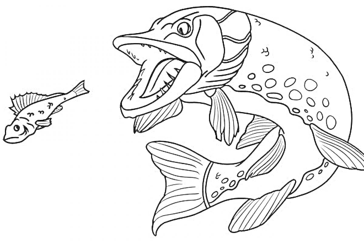 щука и маленькая рыбка, охота под водой.