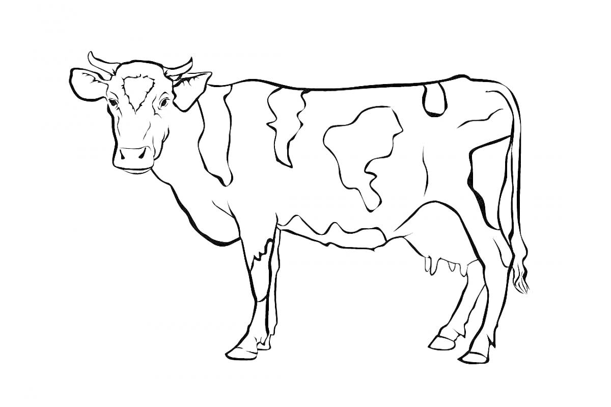 Раскраска Корова, стоящая в профиль