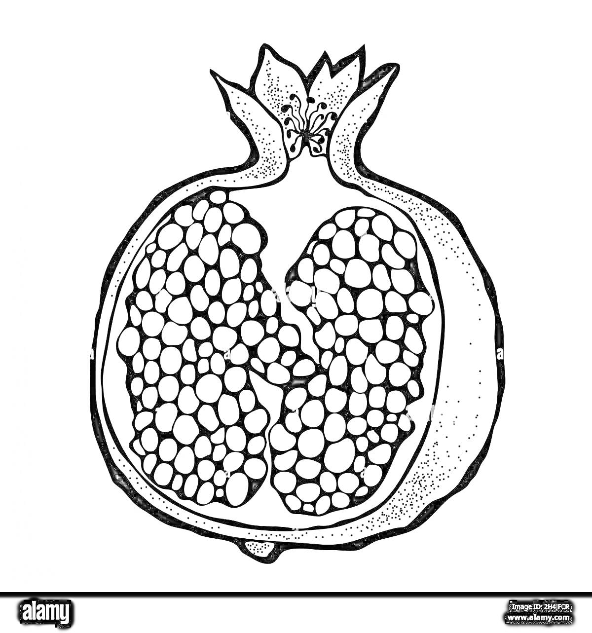 Раскраска Раскраска: разрезанный гранат с зернышками для детей
