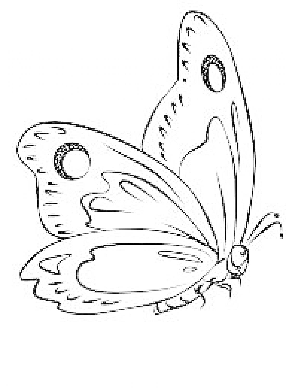 На раскраске изображено: Бабочка, Крылья, Узоры, Природа, Насекомое, Контурные рисунки