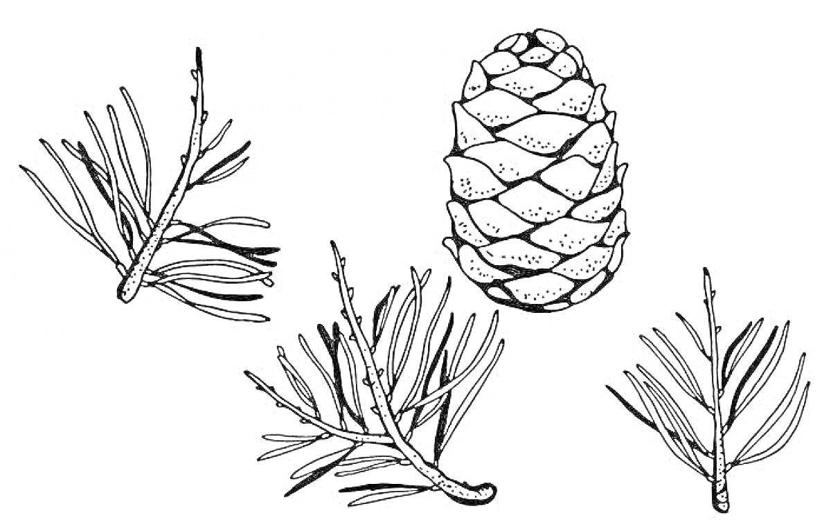 Раскраска Кедровая шишка и ветки с хвоей