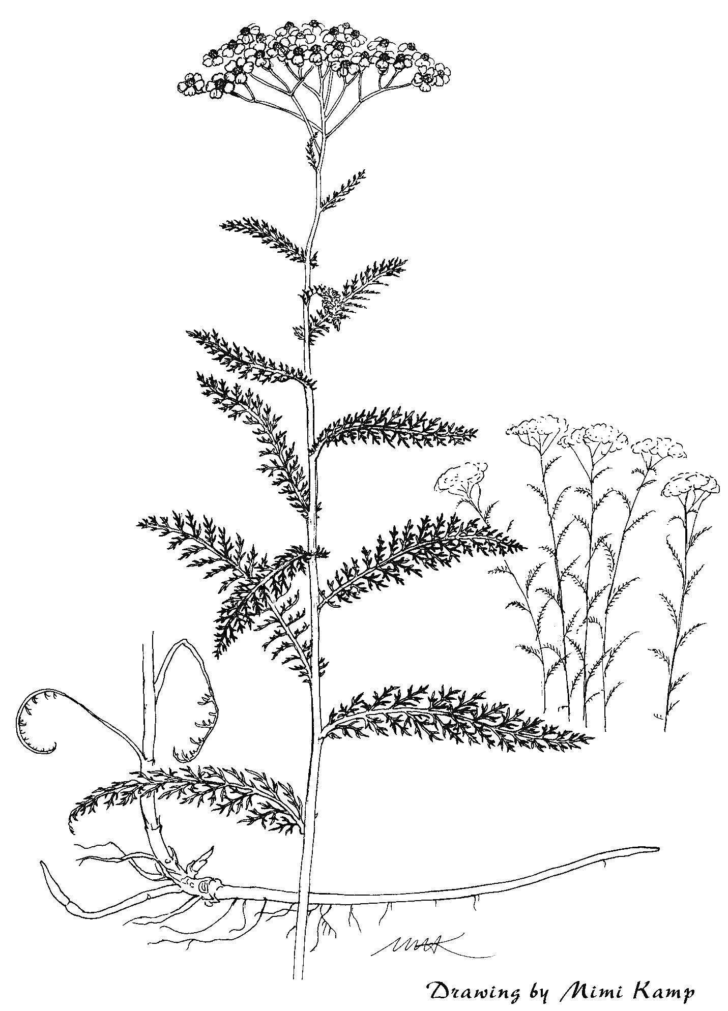 Раскраска Тысячелистник (Achillea millefolium) с цветами, листьями, корнями и вторым меньшим растением