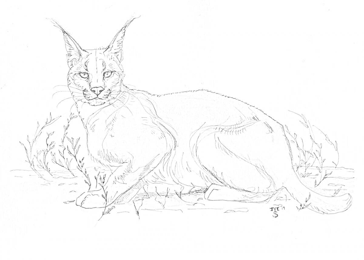 Раскраска Рисунок спокойного кота с кисточками на ушах, лежащего на земле, окруженного веточками