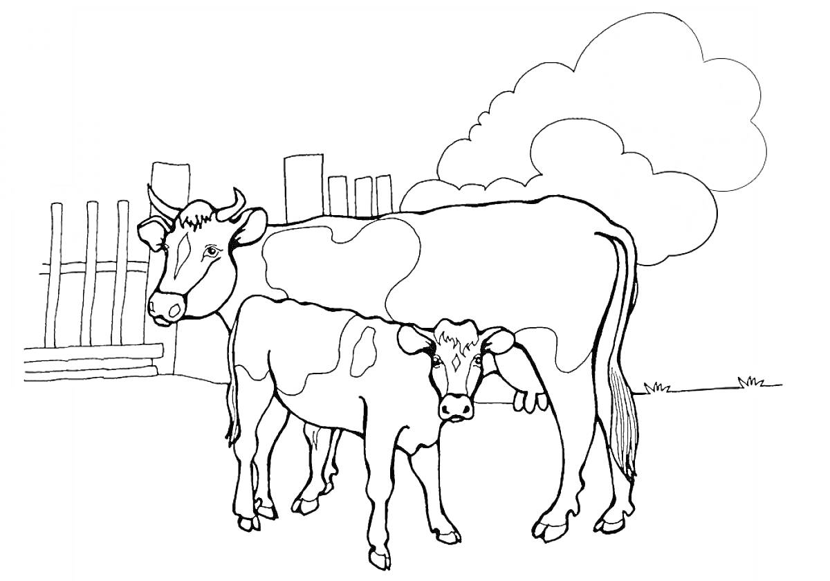 Раскраска Корова и теленок на ферме с забором и облаками