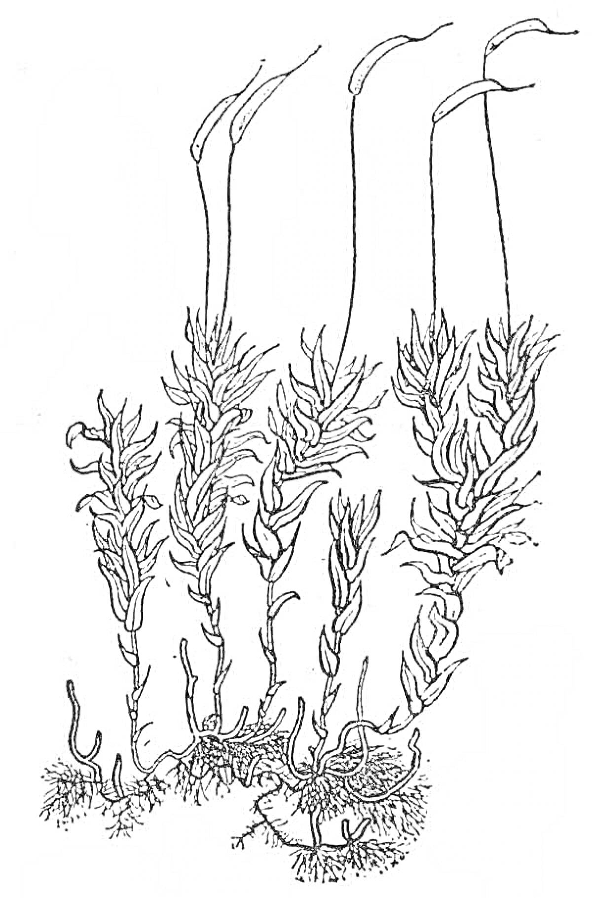 На раскраске изображено: Мох, Корни, Ботаника, Растения, Природа, Биология