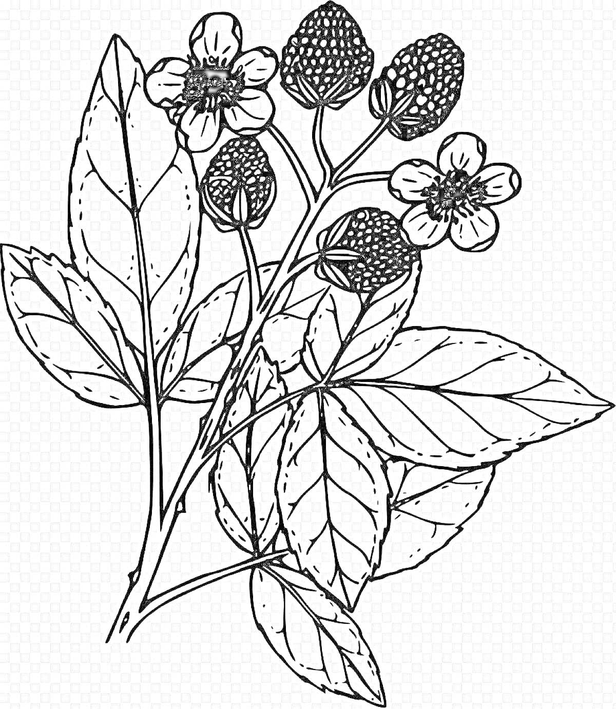 На раскраске изображено: Ежевика, Ягоды, Цветы, Листья, Природа