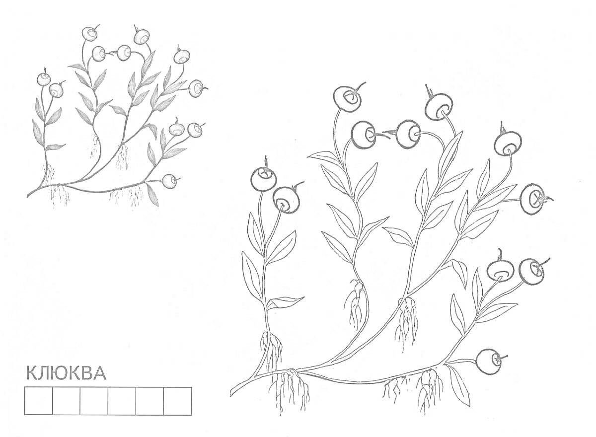 Раскраска Ветка клюквы с листьями и ягодами, корни клюквы
