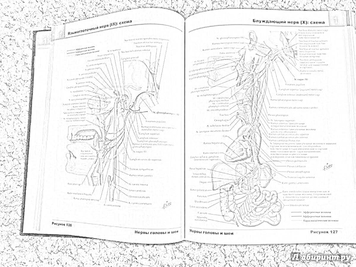 Раскраска Анатомические структуры нервной системы и вегетативный нерв 12-й пары