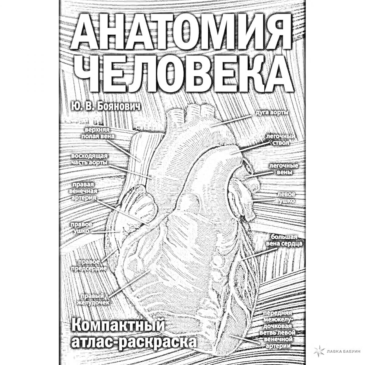 На раскраске изображено: Анатомия, Атлас, Медицина, Анатомический атлас, Человеческое тело