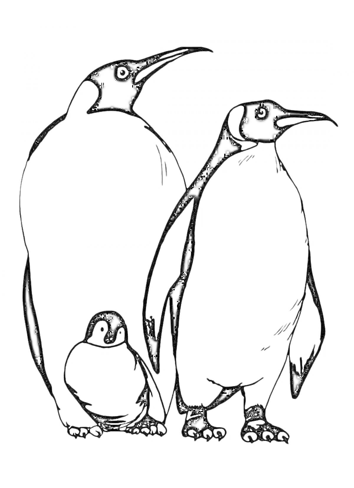 На раскраске изображено: Пингвины, Животные, Антарктика