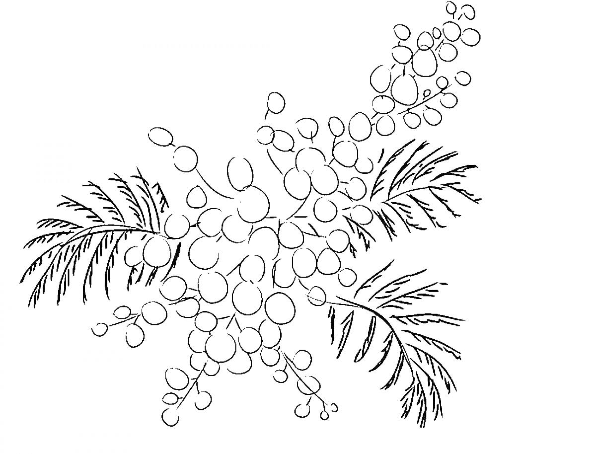 Раскраска Мимоза с ветками и цветками