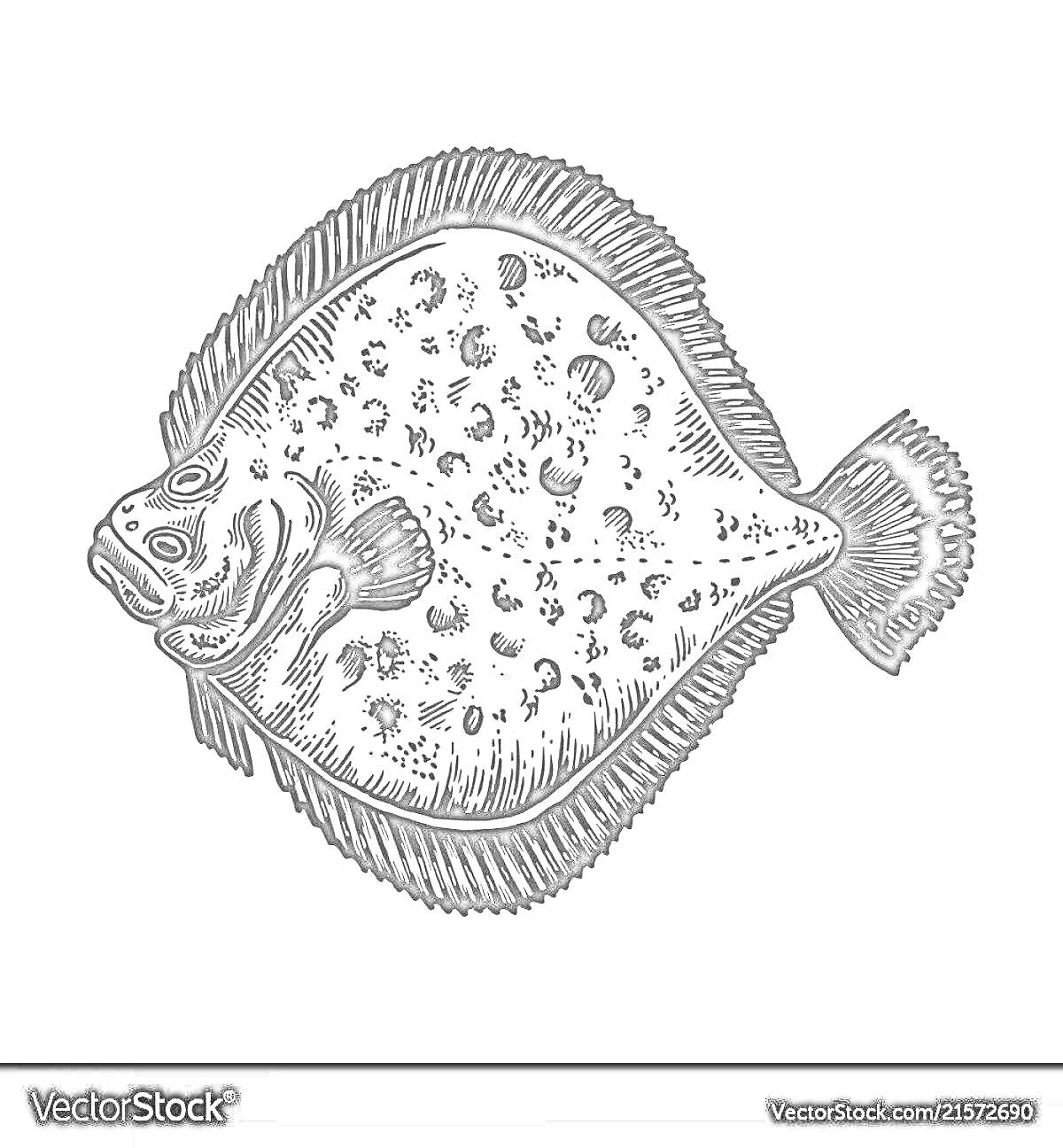 Раскраска Камбала с пятнистым узором на теле и деталями плавников