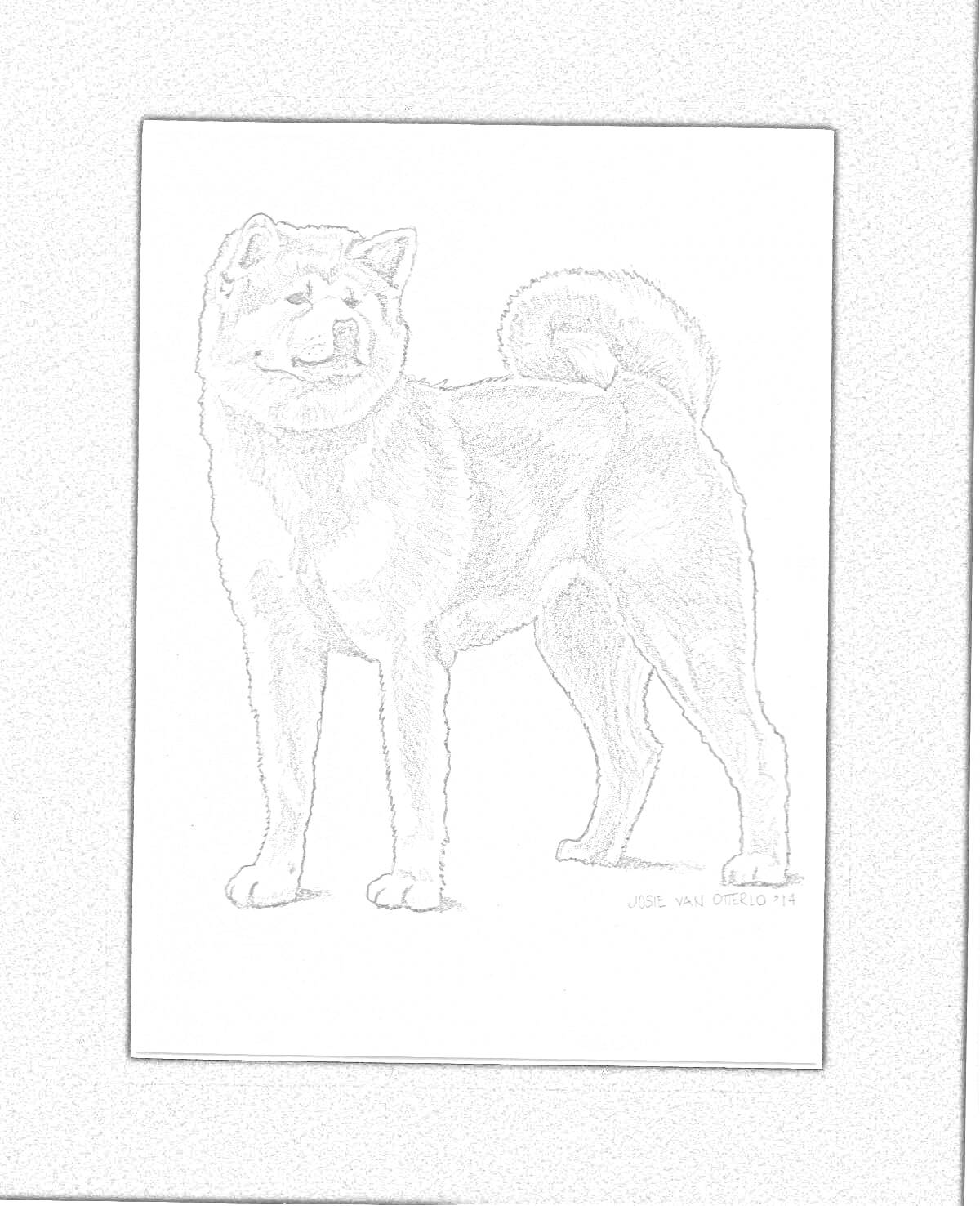 Раскраска Рисунок собаки породы сиба ину на белом фоне с черной рамкой