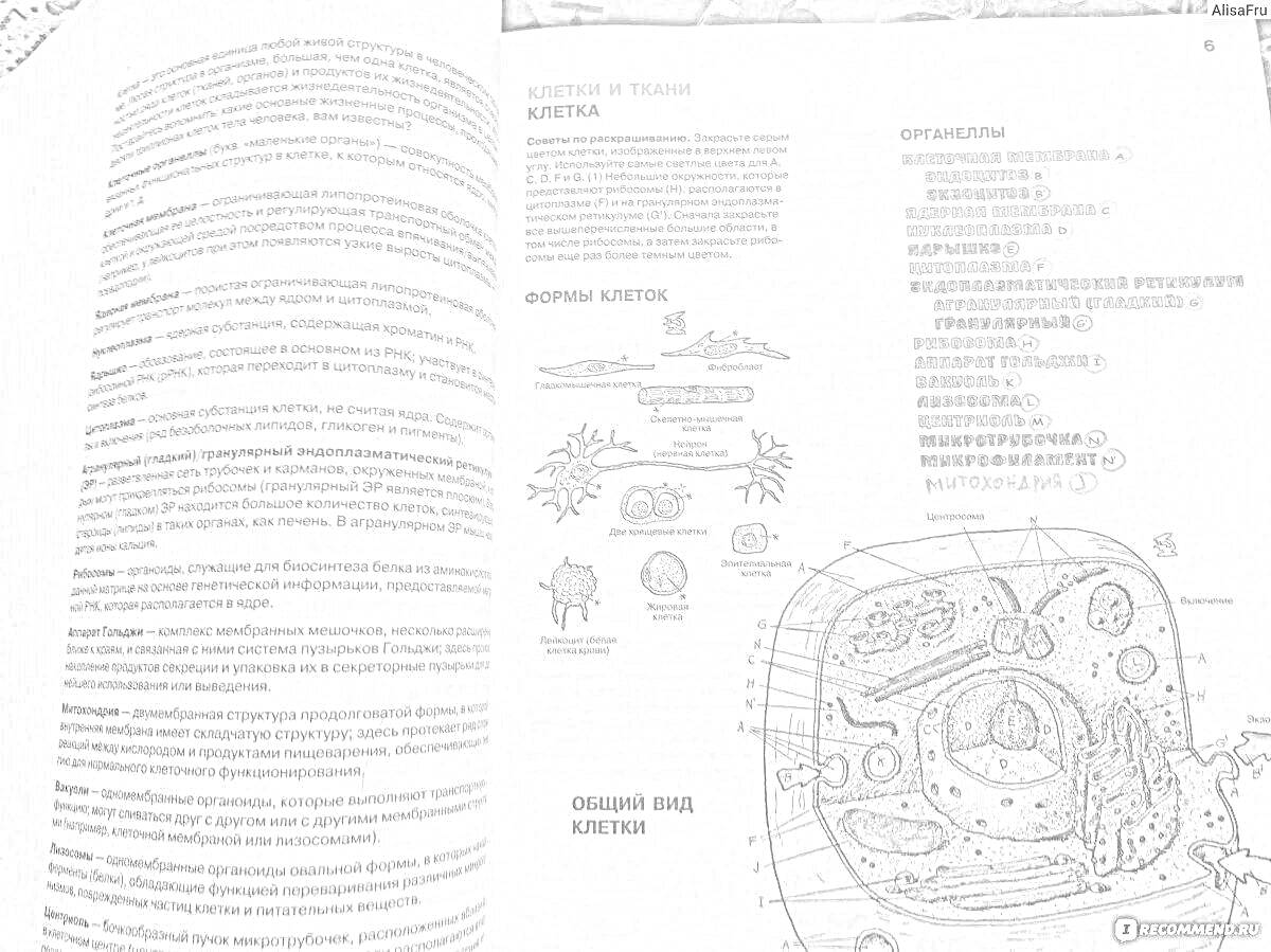 Раскраска Структура и функции клетки: клеточная мембрана, грибовидные органы, рибосомы, эндоплазматический ретикулум, митохондрии, лизосомы, аппарат Гольджи, центросома, цистерны, другие органеллы клетки, схема строения клетки