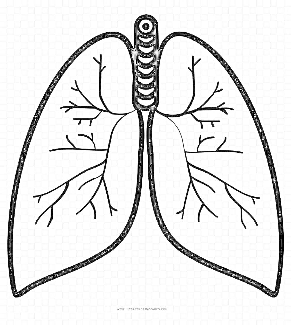 Раскраска Легкие человека с трахеей и бронхами