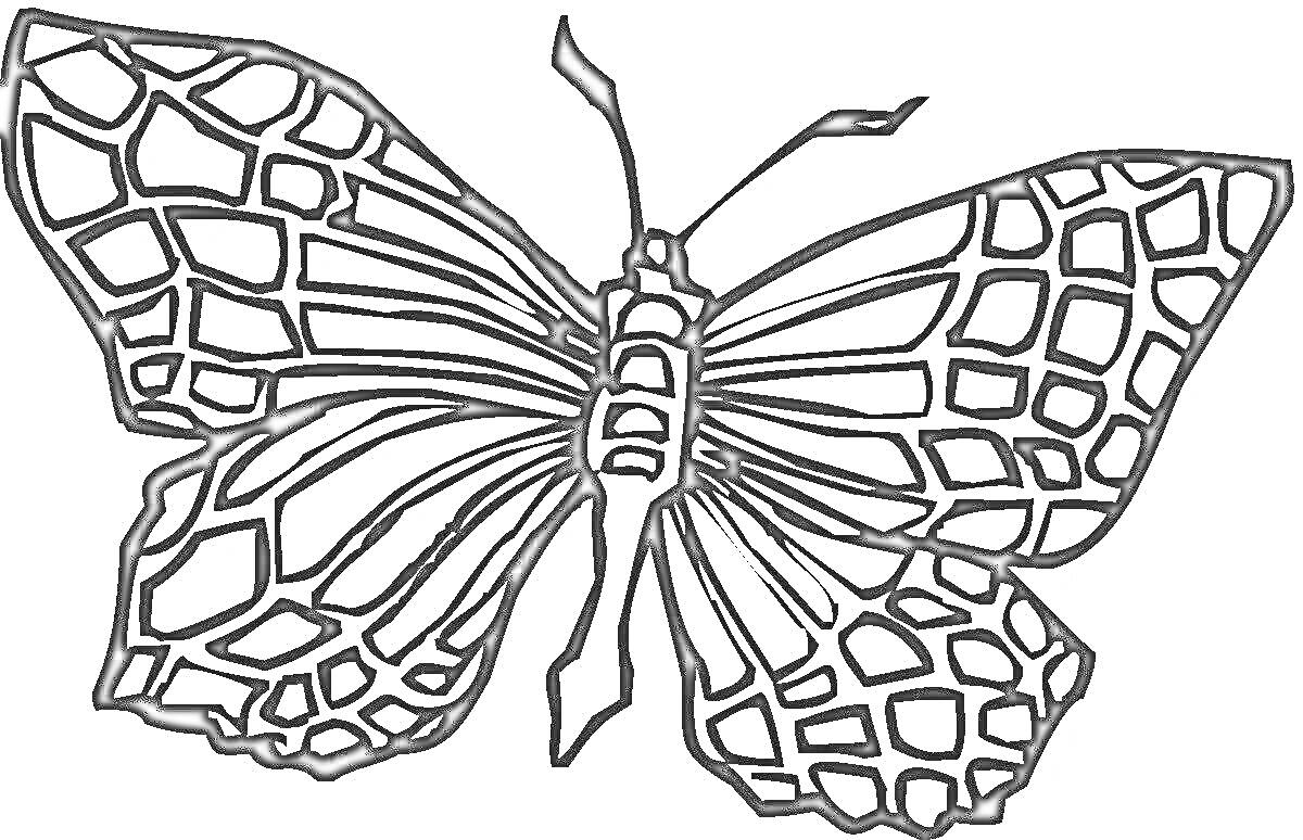 Раскраска Бабочка с узорными крыльями