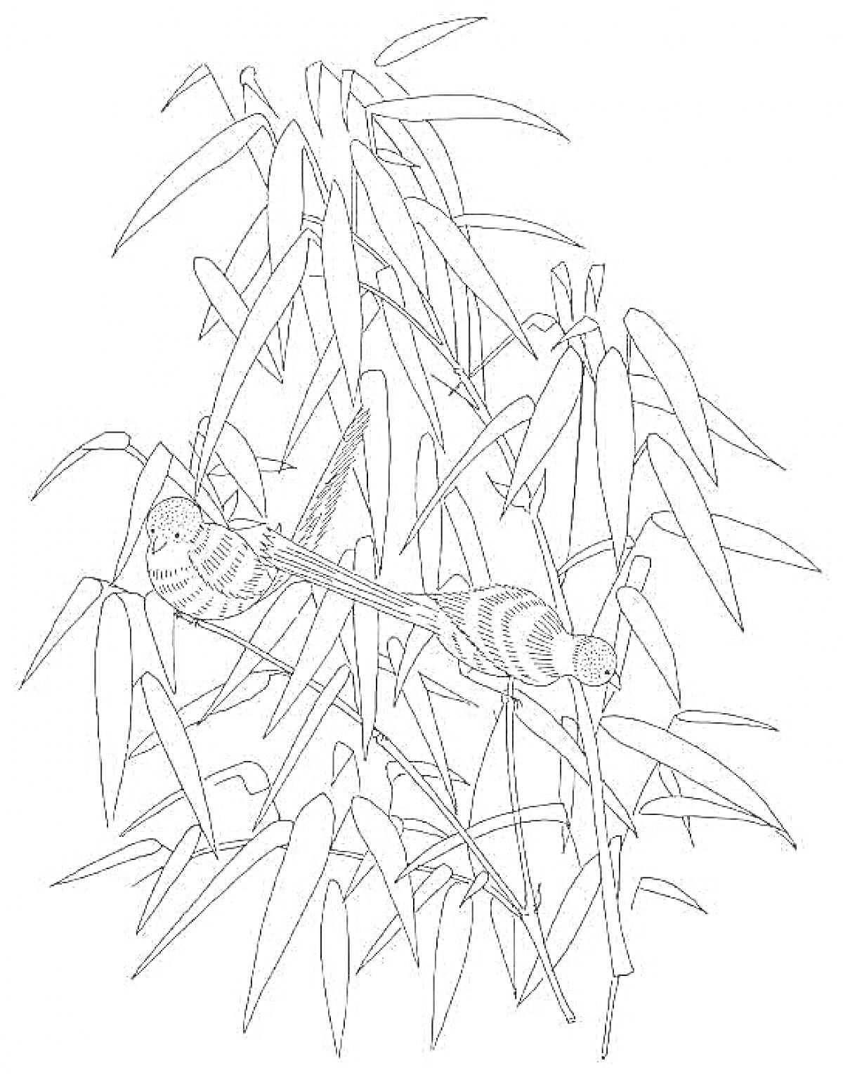 На раскраске изображено: Бамбук, Листья, Растения, Природа, Птица, Ветка