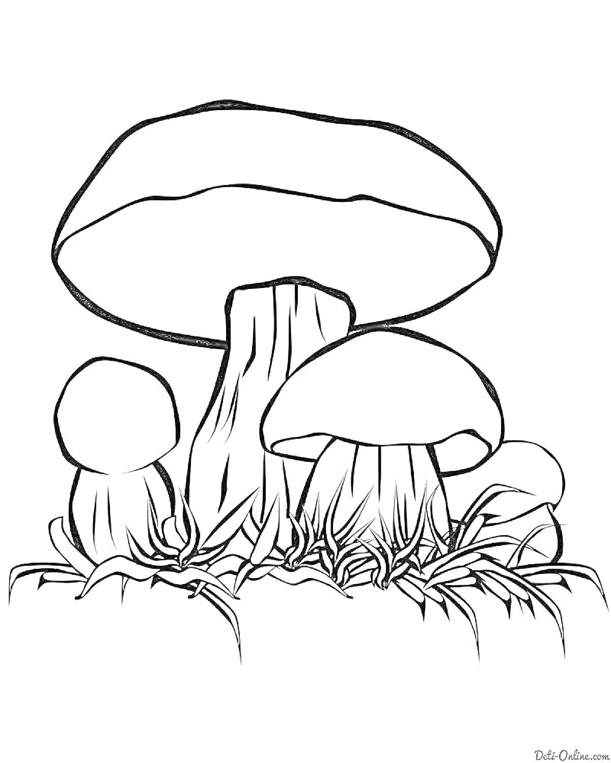 На раскраске изображено: Грибы, Три гриба, Трава, Природа, Для детей, Лесные грибы