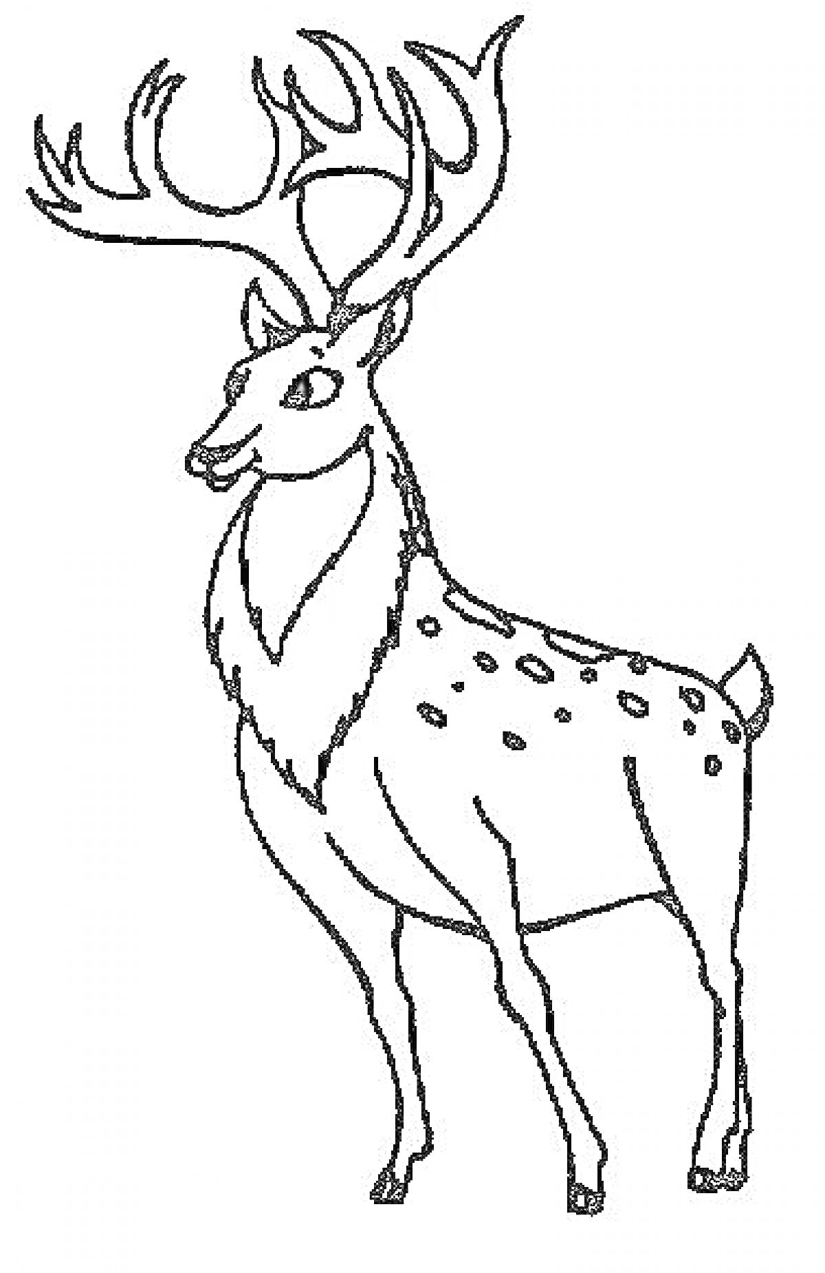 Раскраска Пятнистый олень с большими рогами