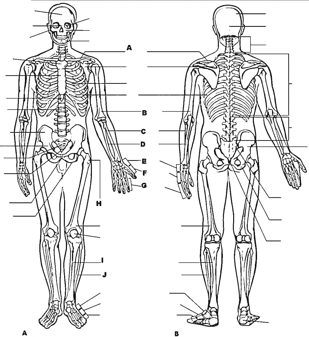 Скелет человека, вид спереди и сзади, включающий череп, ребра, позвоночник, таз, плечи, руки, ноги и стопы