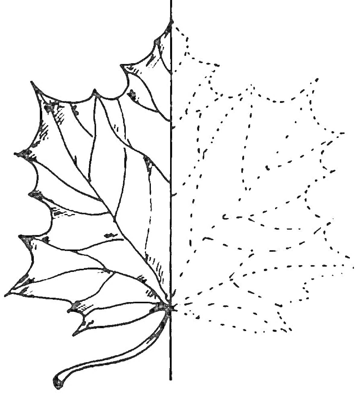Половина кленового листа с контуром для дорисовки