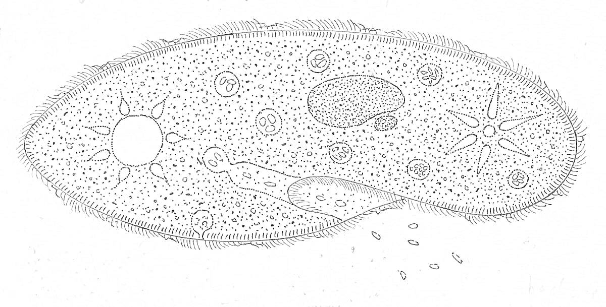 Инфузория туфелька с вакуолями, ядром и ресничками