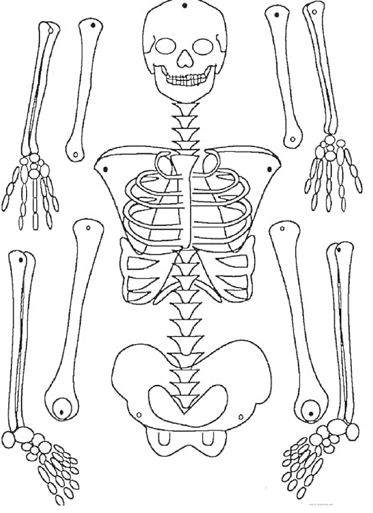 Раскраска Скелет человека: череп, рёбра, позвоночник, таз, руки, ноги, кисти, стопы