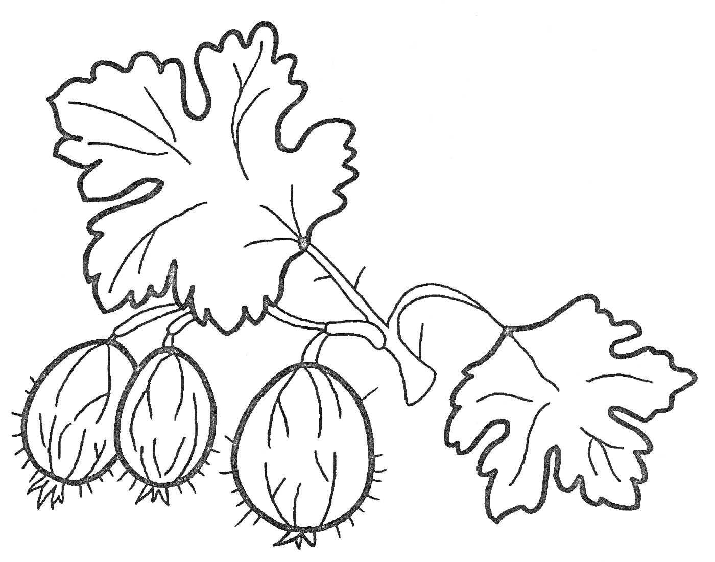 На раскраске изображено: Крыжовник, Ягоды, Листья, Ветка, Природа, Ботаника, Растения