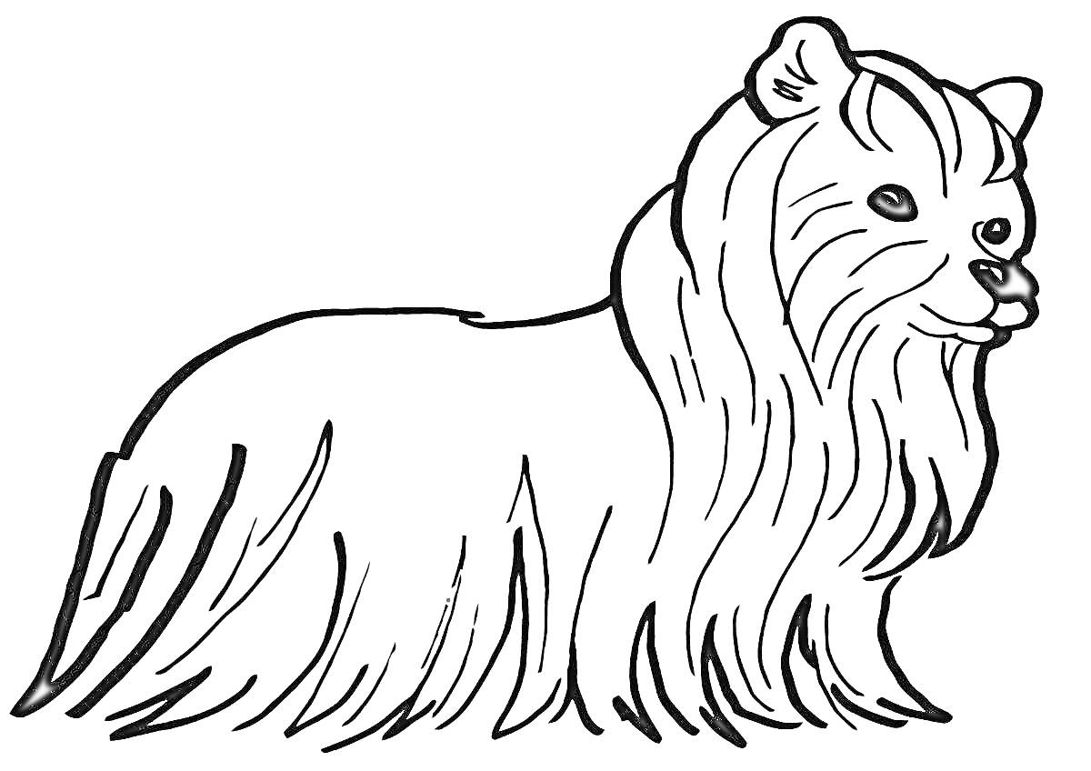 На раскраске изображено: Йоркширский терьер, Собака, Длинная шерсть, Домашние питомцы