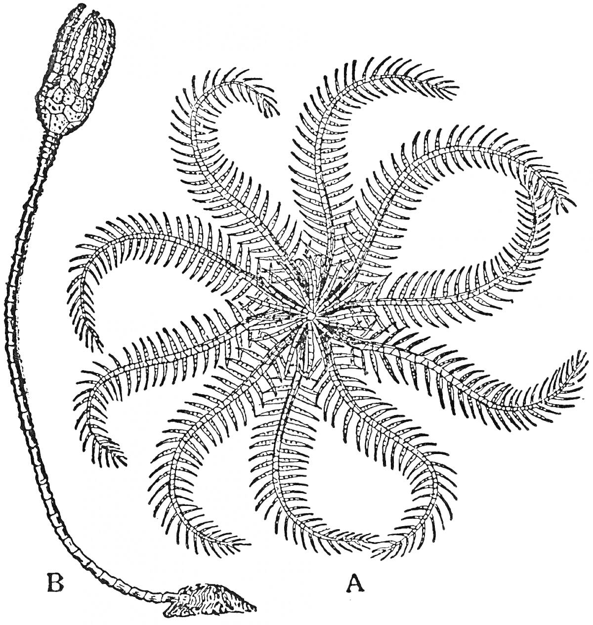 Раскраска Лилия морская с вытянутым стеблем и множеством ветвящихся лучей