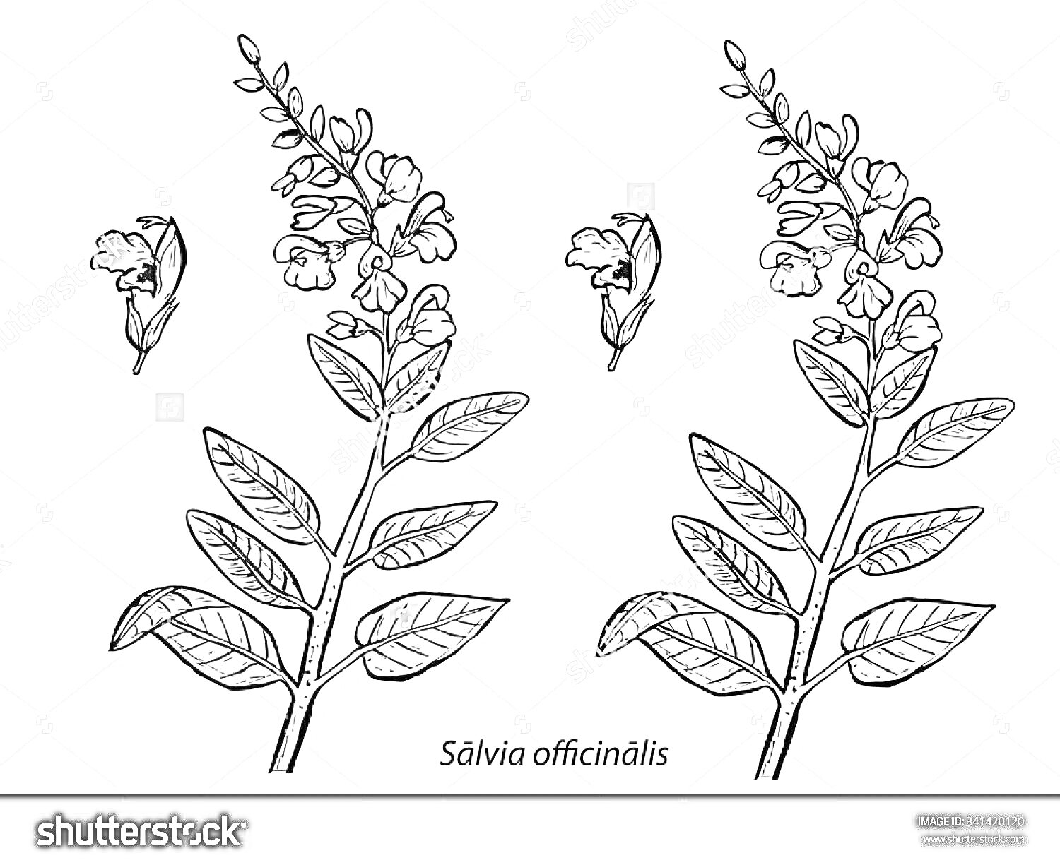 Раскраска Шалфей лекарственный с цветами и листьями, одна часть раскрашена, другая для раскрашивания