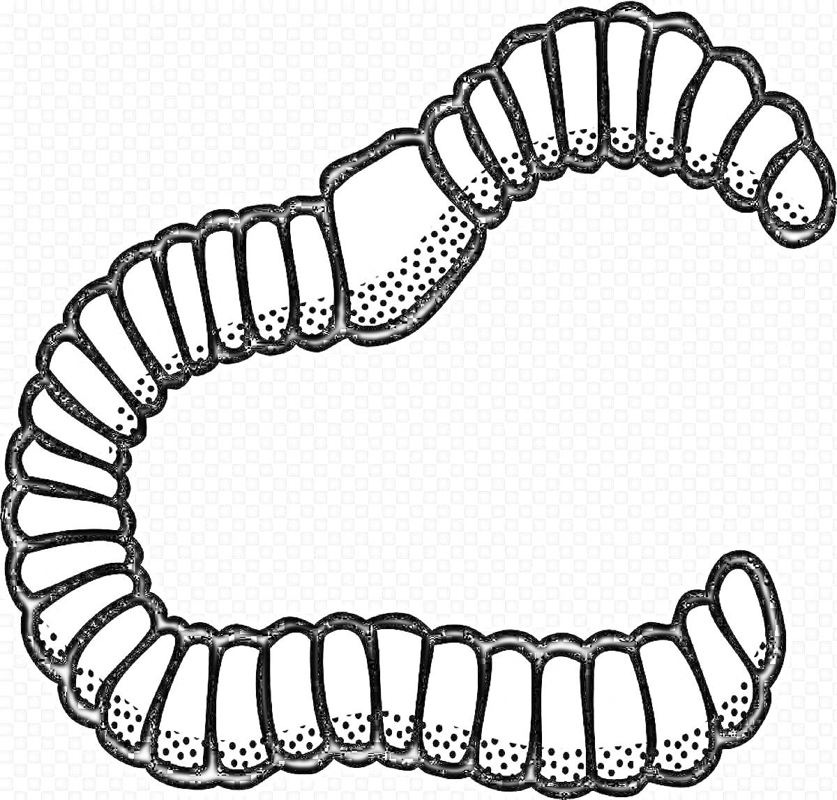 Раскраска Червяк с сегментированным телом