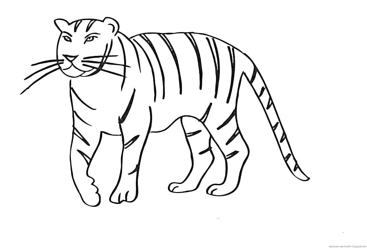 На раскраске изображено: Тигр, Без полосок, Лапы, Хвост, Усы, Морда, Для детей