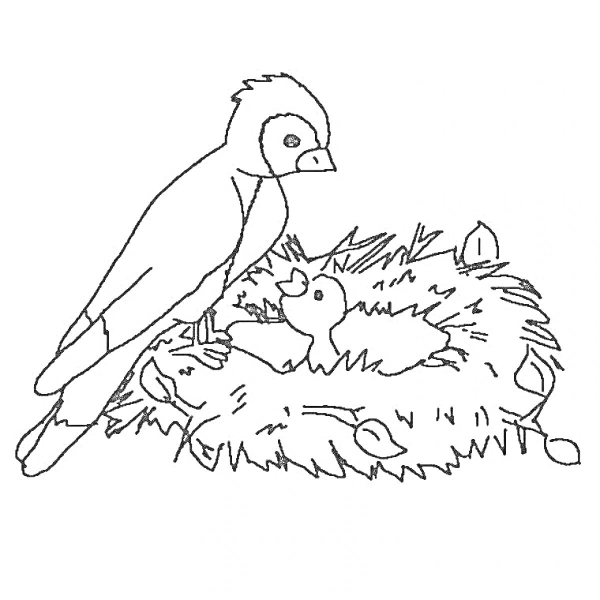 На раскраске изображено: Птица, Птенец, Гнездо, Яйца, Перья, Природа, Домашние животные