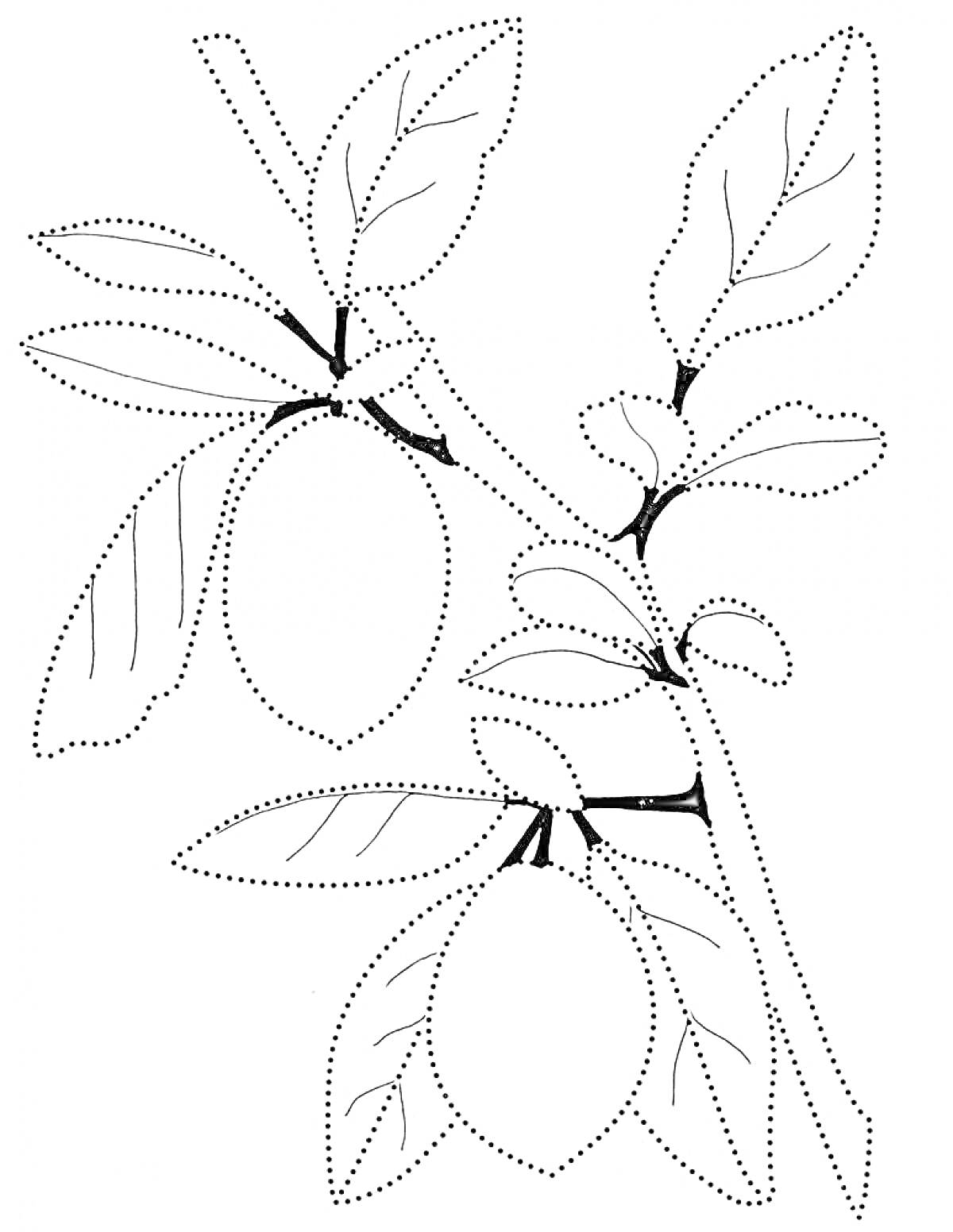 Раскраска Лимонные плоды и листья