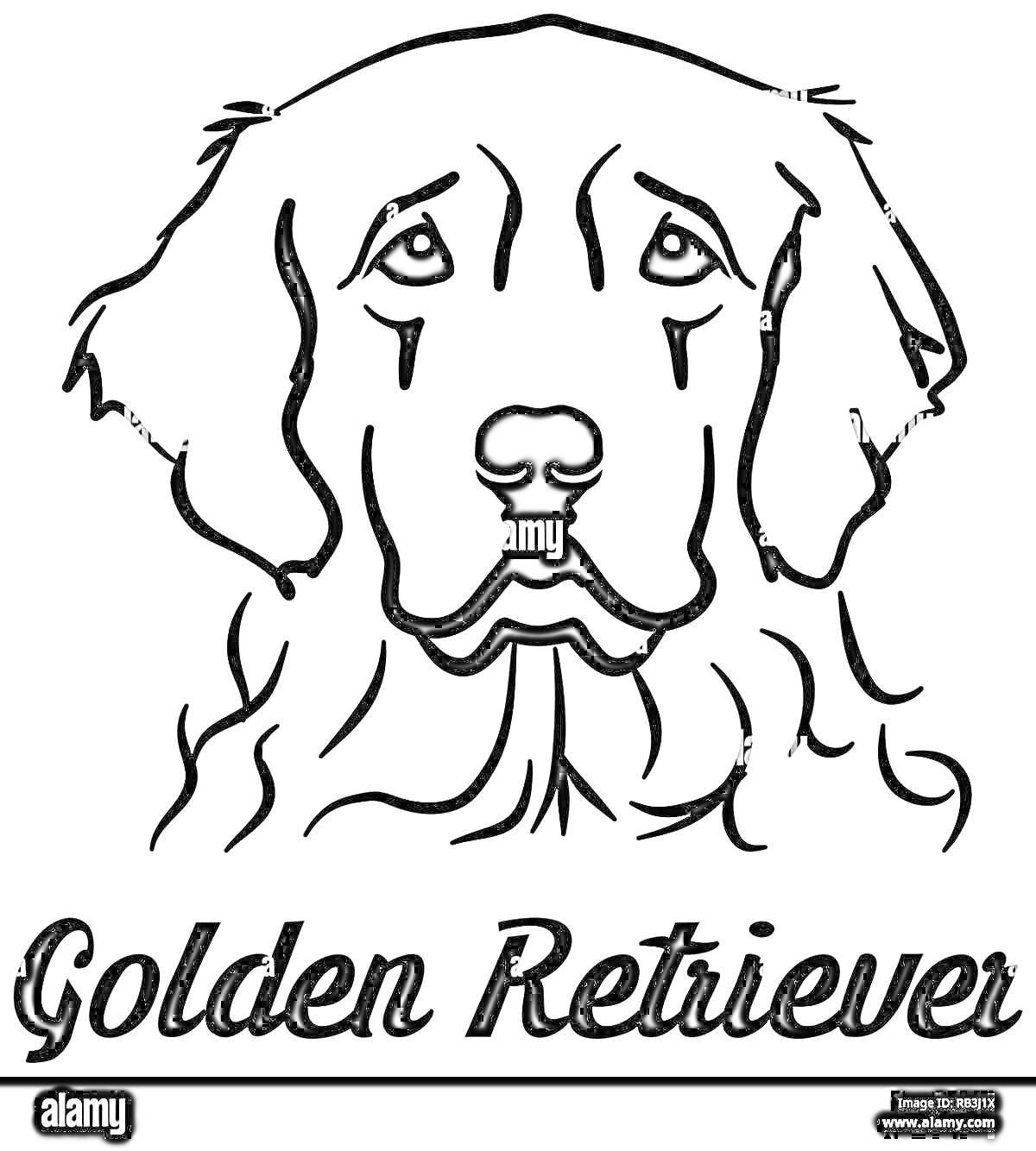 Раскраска Нарисованная морда золотистого ретривера с надписью «Golden Retriever» внизу