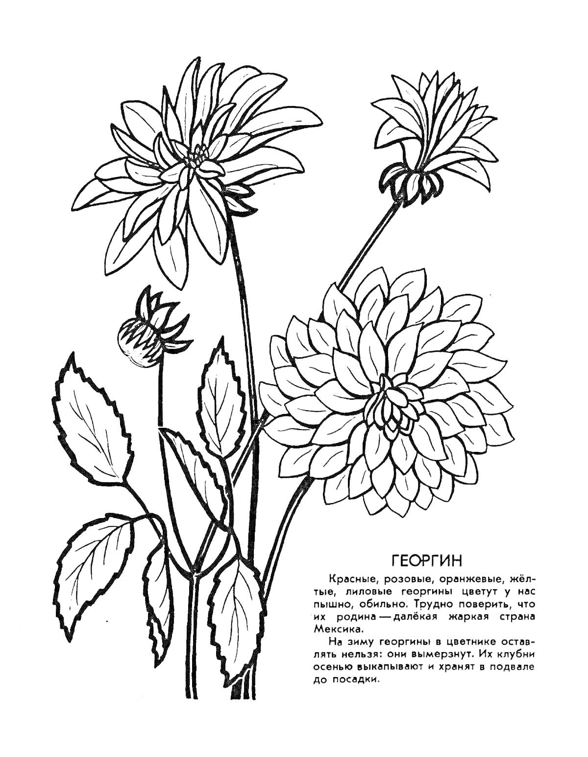 На раскраске изображено: Георгин, Растения, Лепестки, Листья