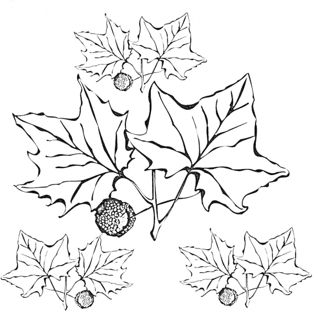 На раскраске изображено: Осень, Листья, Клен, Шишки, Природа