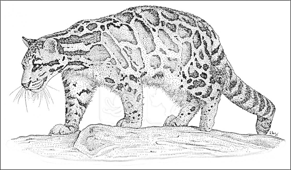 Дымчатый леопард на бревне, черно-белая раскраска