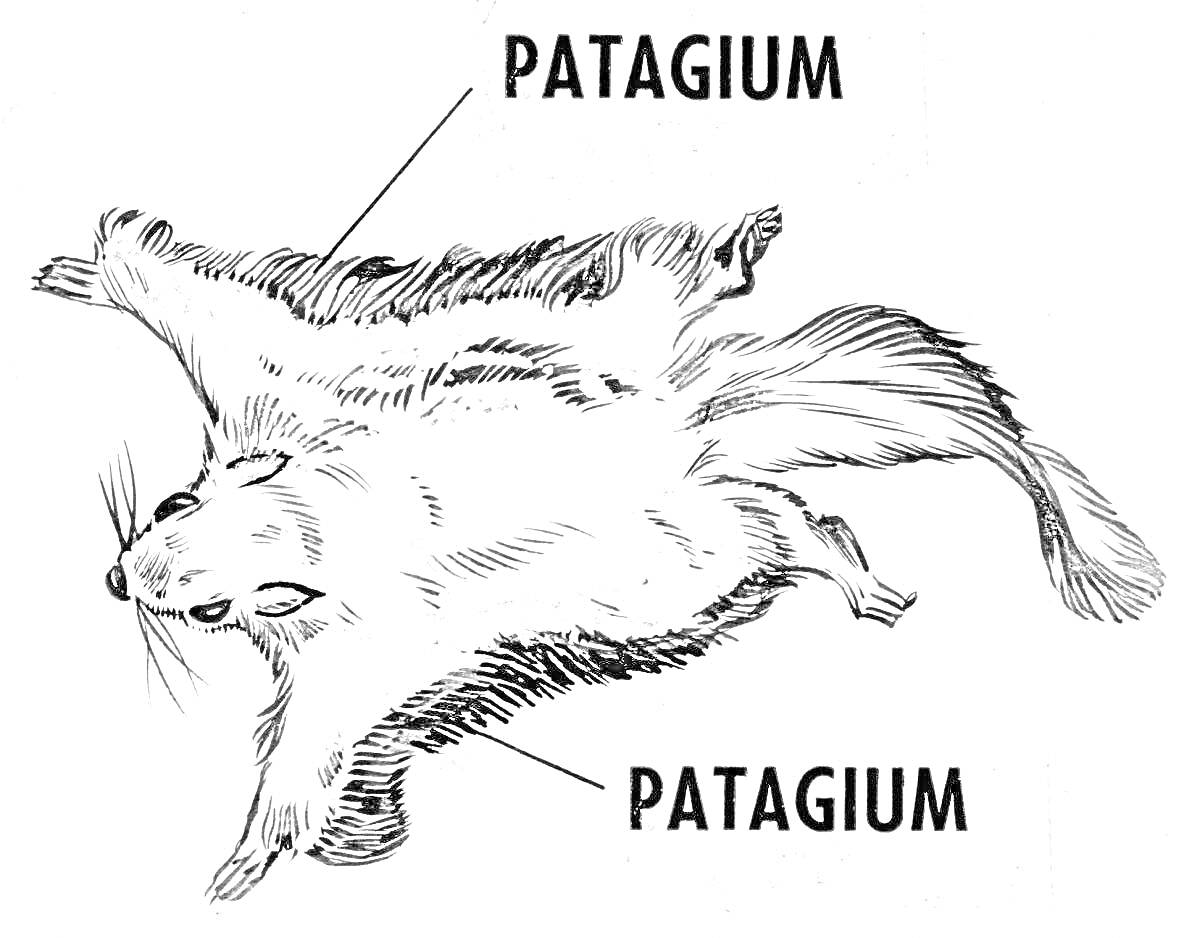 Белка летяга с указанием патагиумов
