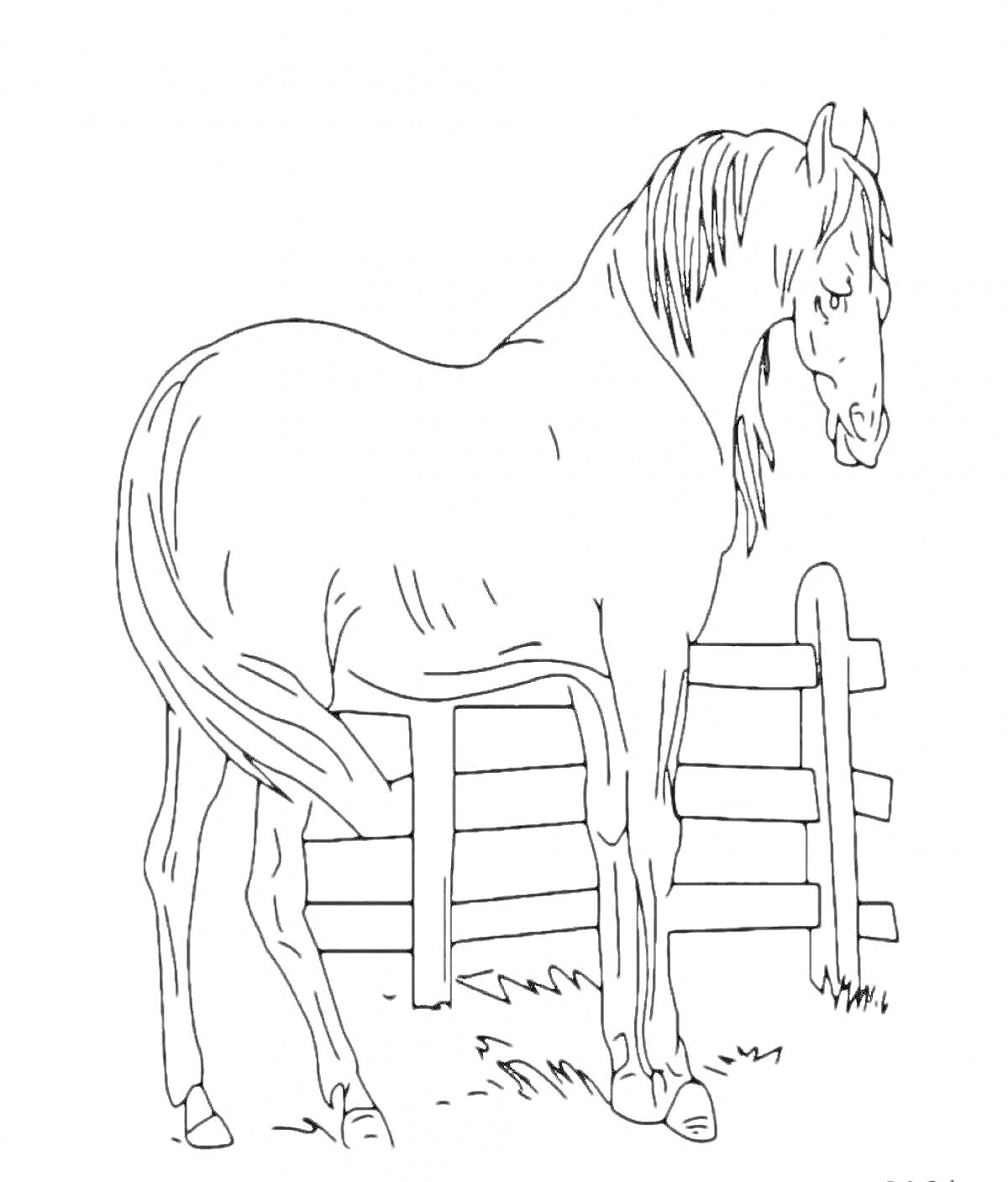 На раскраске изображено: Лошадь, Забор, Трава, Животные, Природа