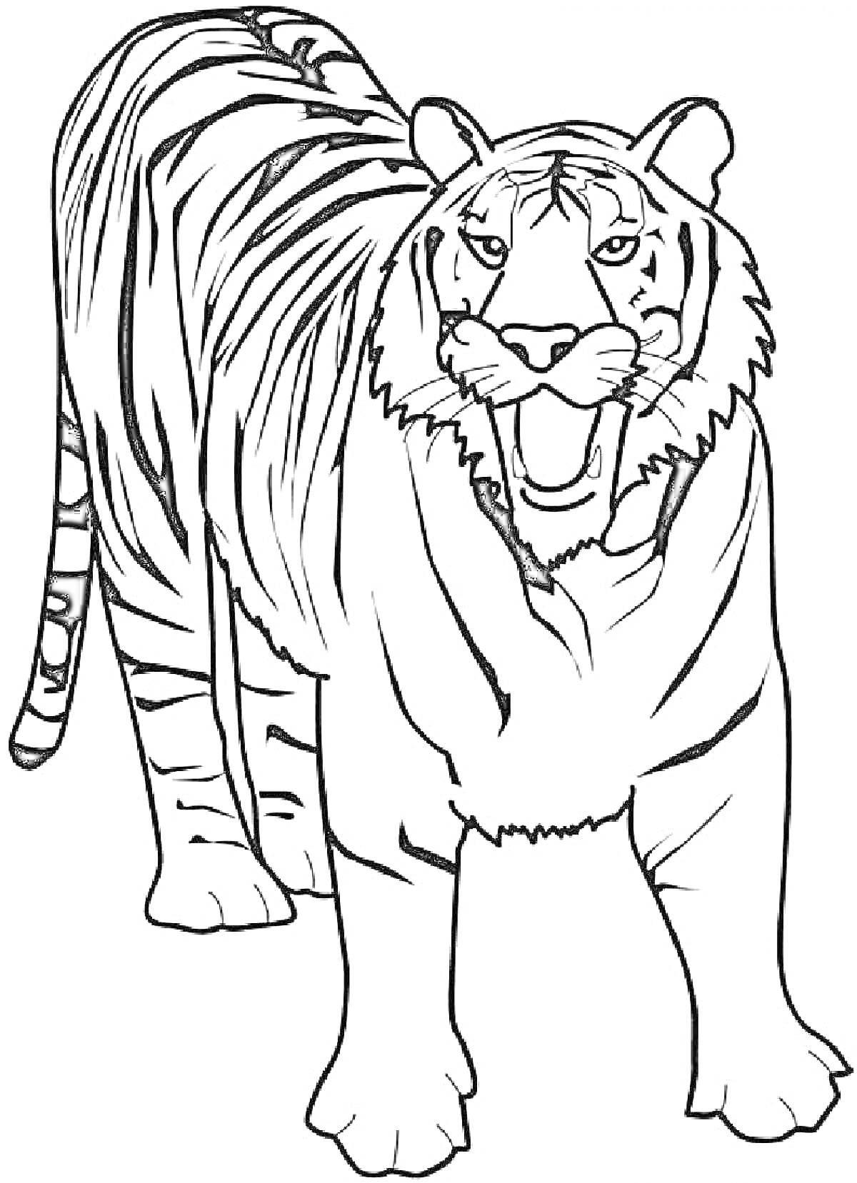 Раскраска Тигр в полный рост с полосами на теле, стоящий на четырех лапах