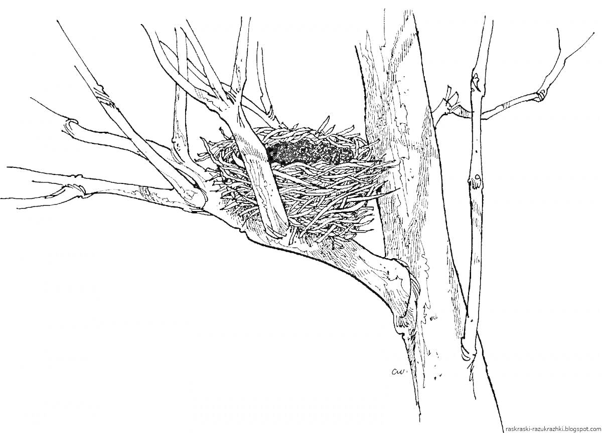 Раскраска Гнездо на ветках дерева