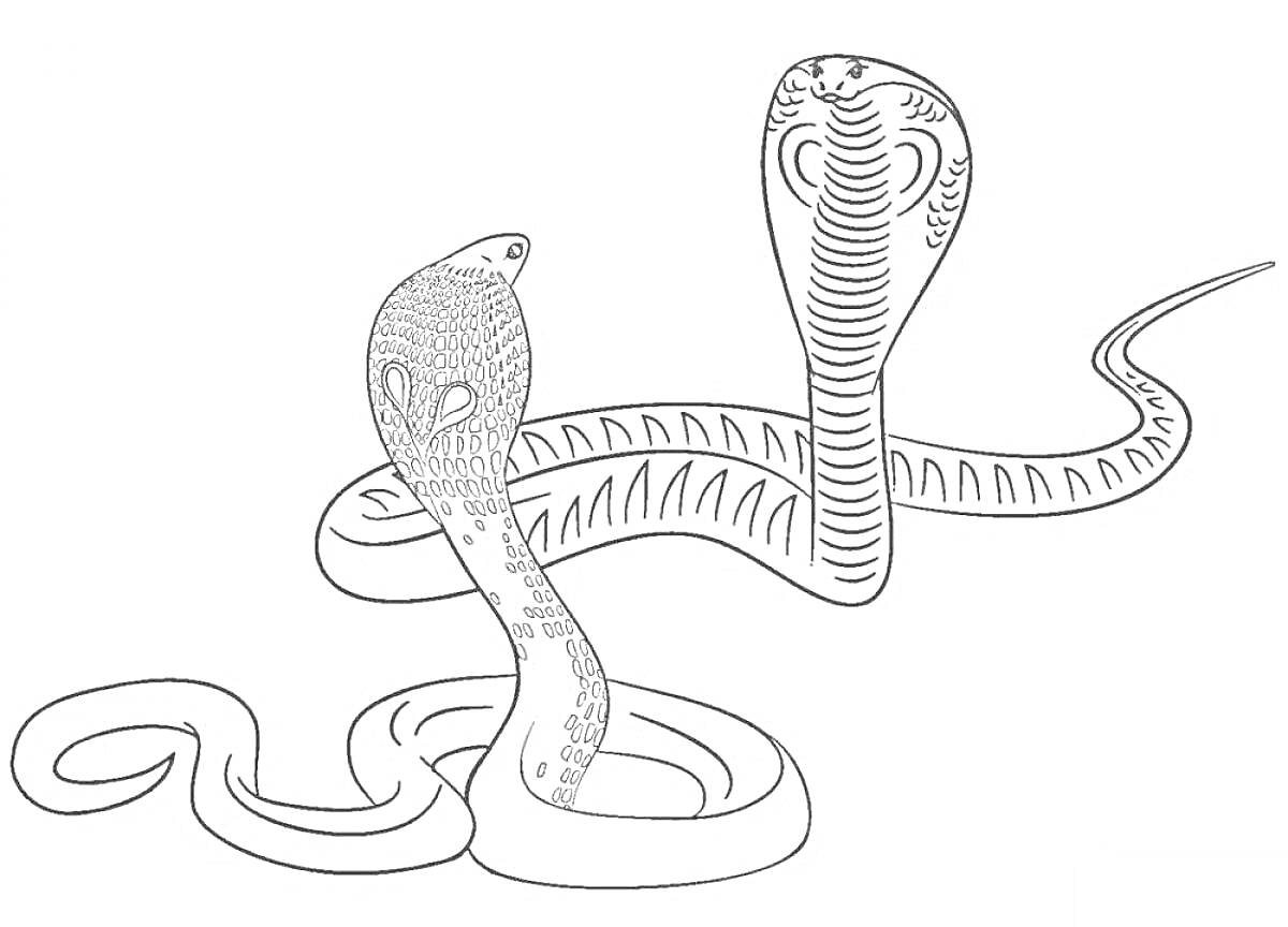 Раскраска Две королевские кобры с поднятыми капюшонами, переплетенными хвостами