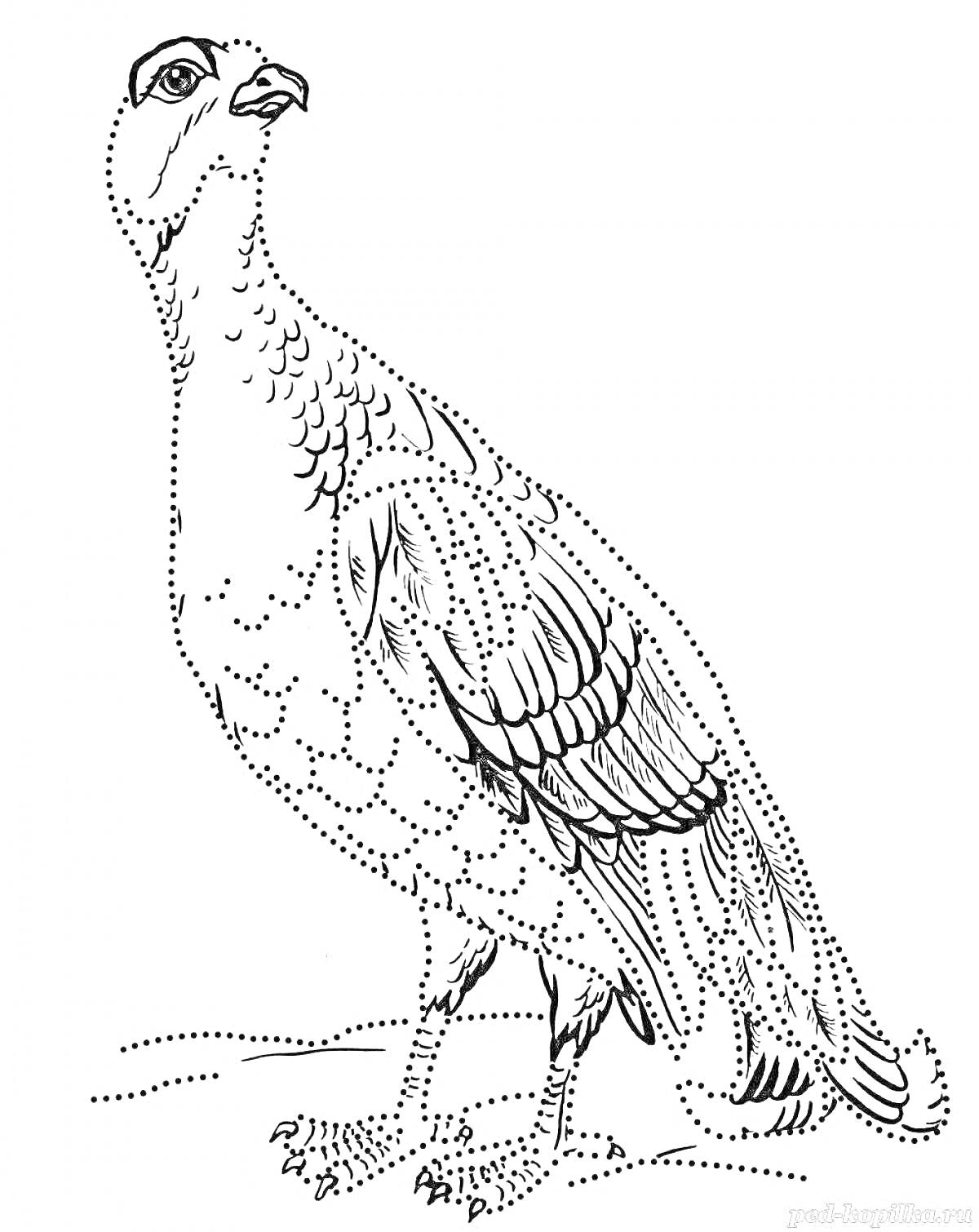 Раскраска Контур тетерева стоящего на поверхности с частично прорисованными деталями оперения