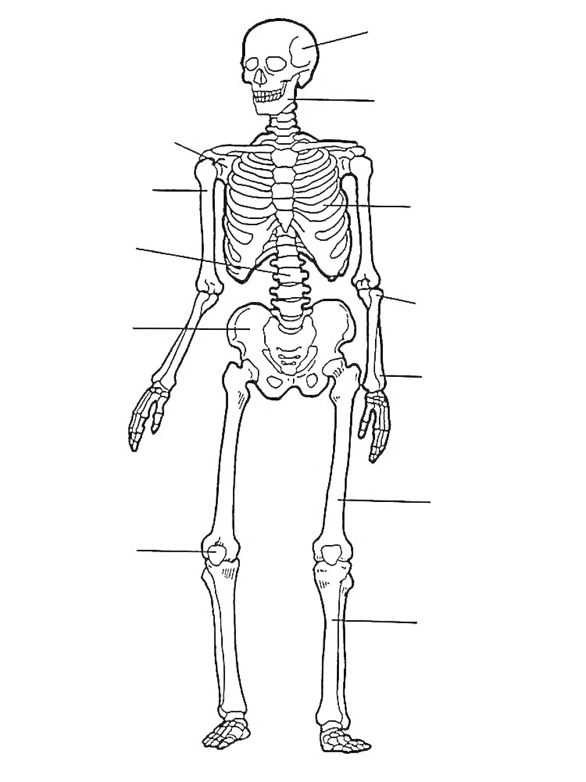 Раскраска Скелет человека с подписями частей тела (голова, грудная клетка, позвоночник, таз, руки, ноги)