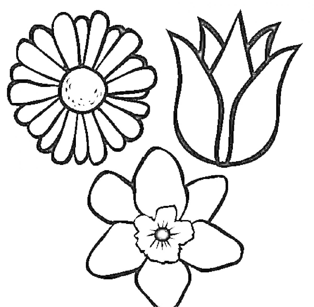 На раскраске изображено: Ромашка, Для детей, Цветы, Нарциссы, Тюльпаны