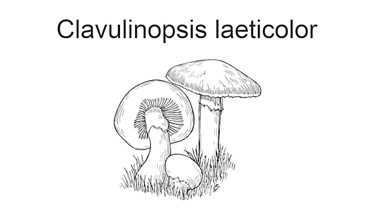 Раскраска Clavulinopsis laeticolor, две гриба на траве, один гриб срезан пополам