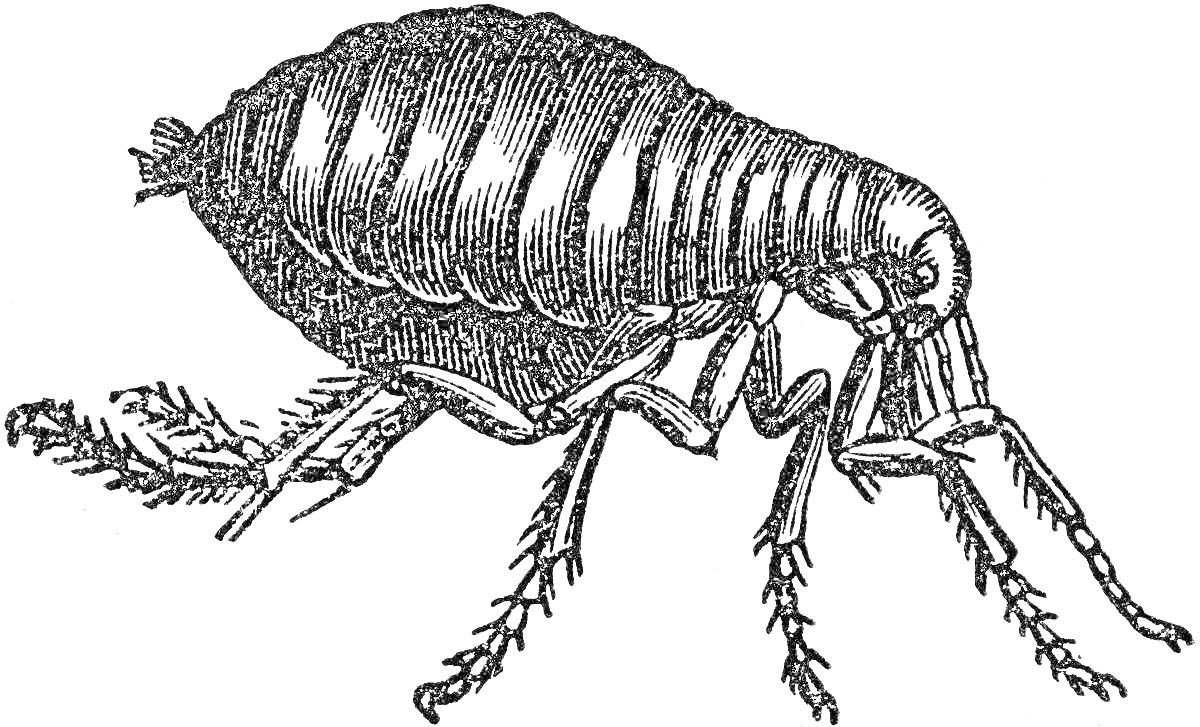 Раскраска Блоха крупным планом с детализированными лапками и сегментированным телом