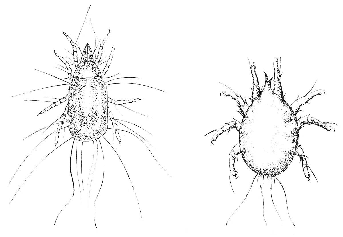 Изображение двух клещей с детализированными частями тела
